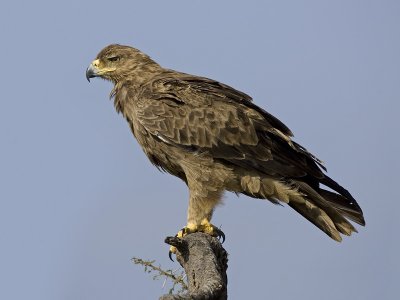 tawny eagle