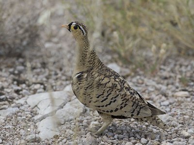 black-faced sandgrouse