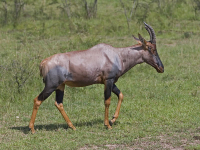 topi