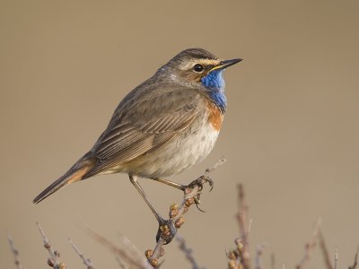 bluethroat (Luscinia svevica)