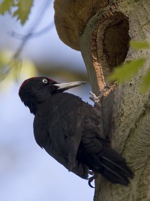 black woodpecker (Dryocopus martius)