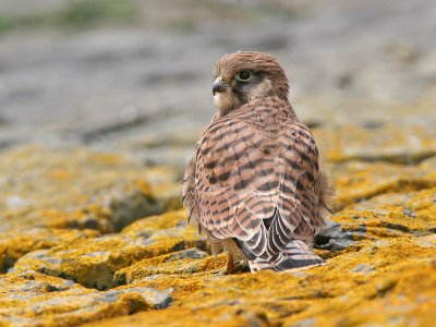 common kestrel (Falco tinnunculus)