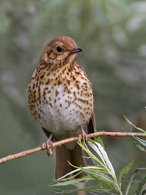 mistle thrush (Turdus viscivorus)