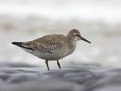 red knot