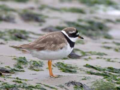 great ringed plover
