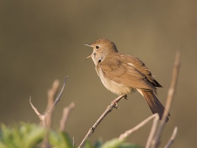 common nightingale  nachtegaal  Luscinia megarhynchos