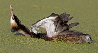 great crested grebe