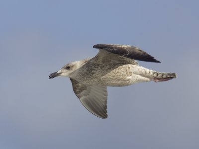 herring gull