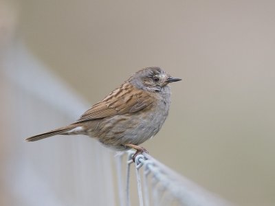hedge accentor