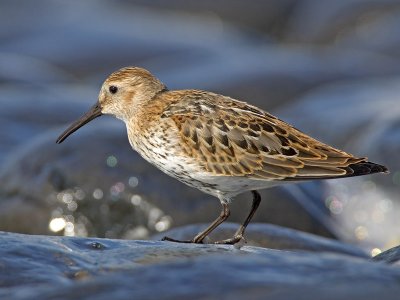 dunlin