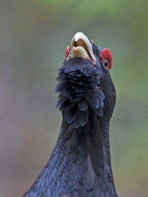 capercaillie (Tetrao urogallus)