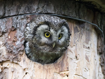 tengmalm's owl