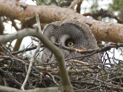 great grey owl