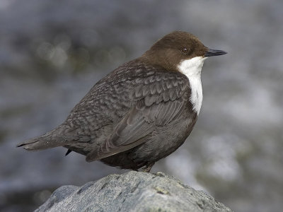 dipper