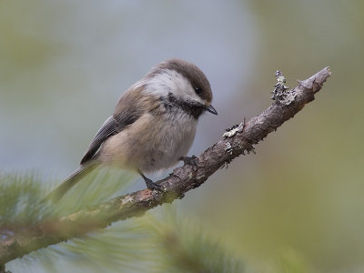 siberian tit