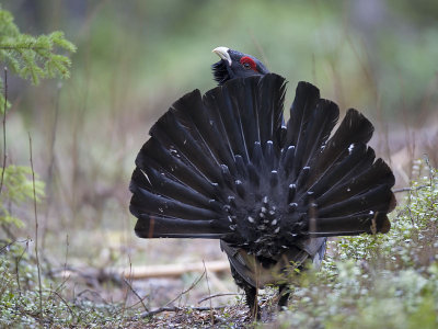 capercaillie (Tetrao urogallus)