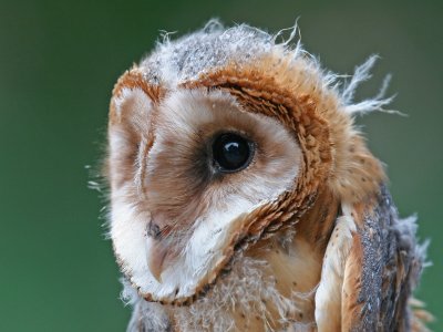 barn owl (juv.)