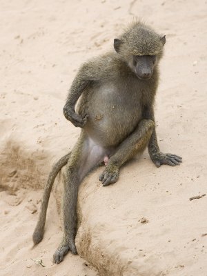 baboon