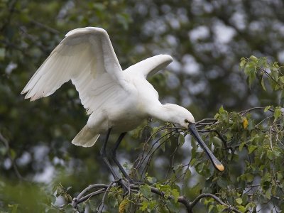 eurasian spoonbill