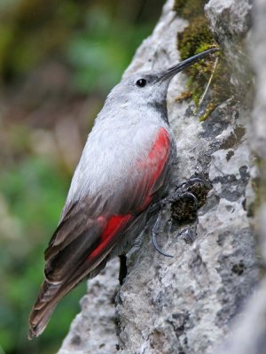 wallcreeper