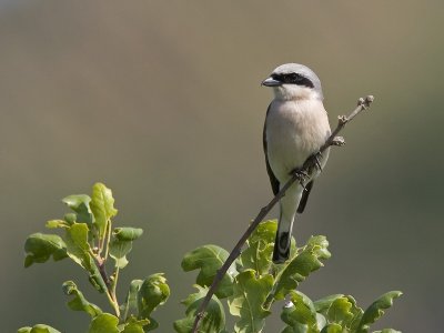 red-backed shrike