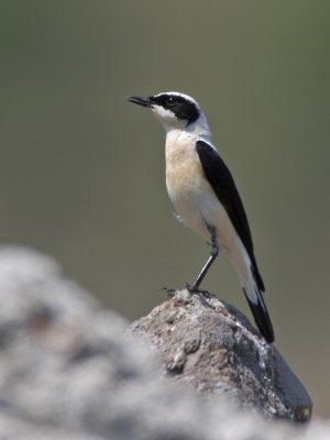 black-eared wheatear