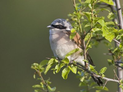 red-backed shrike