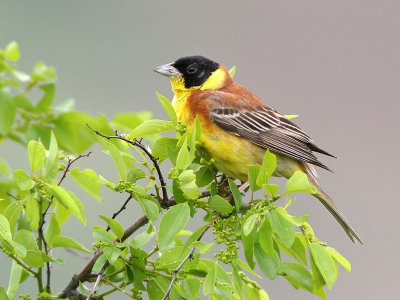 black-headed bunting