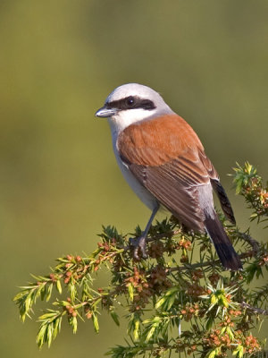 red-backed shrike