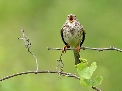 emberiza calandra