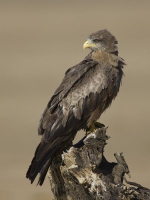 yellow-billed kite