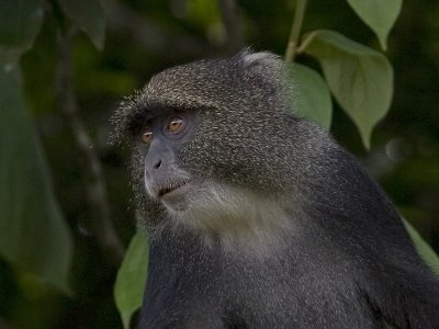 blue monkey