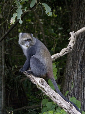 blue monkey
