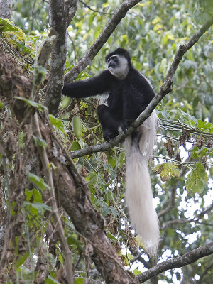 black-and-white colobus