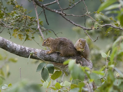 unstriped ground squirrel