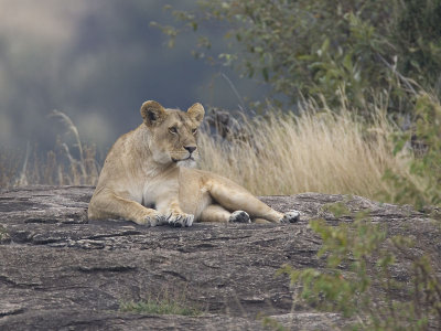 lion