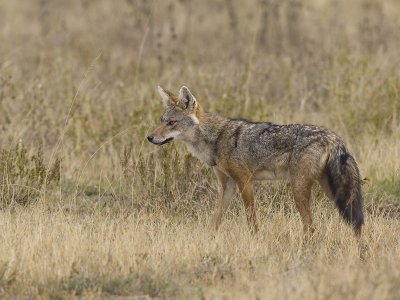 black-backed jackal