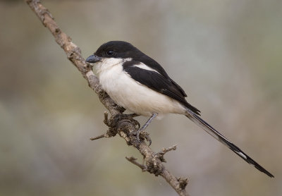 common fiscal