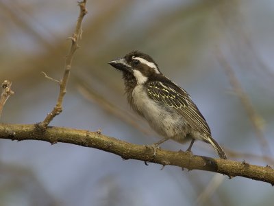 black-throated barbet