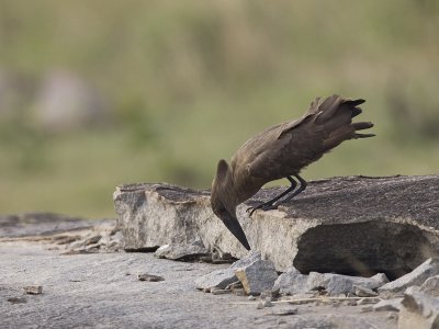 hamerkop