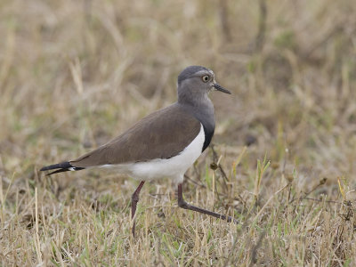 black-winged lapwing