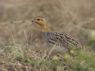 coqui francolin
