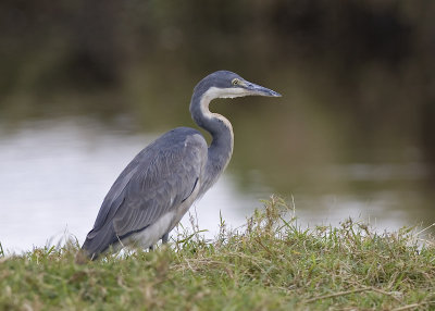 black-headed heron