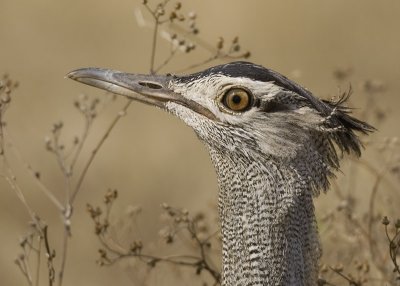 kori bustard