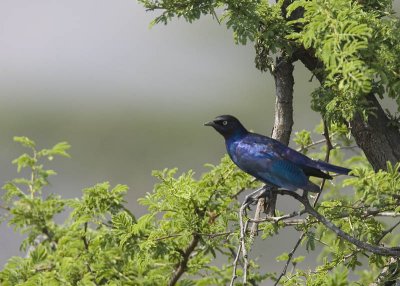 rppelss long-tailed starling