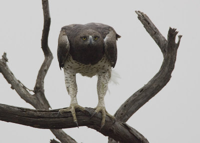 martial eagle