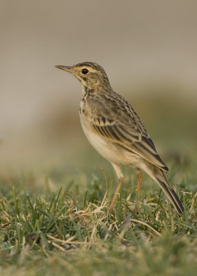 grassland pipit