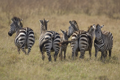 zebra