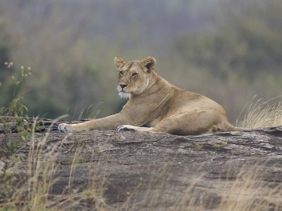 lion