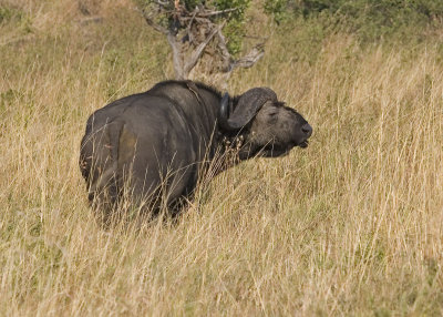 buffalo